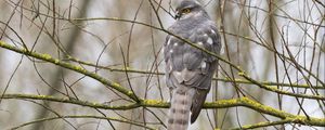 Preview wallpaper sparrow hawk, hawk, bird, branches