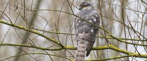 Preview wallpaper sparrow hawk, hawk, bird, branches