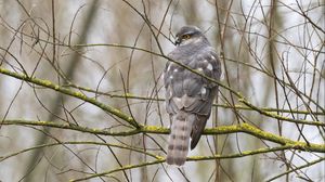 Preview wallpaper sparrow hawk, hawk, bird, branches