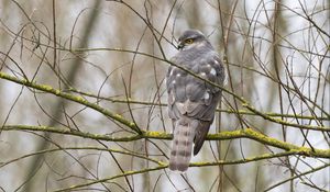 Preview wallpaper sparrow hawk, hawk, bird, branches