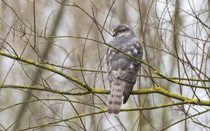 Preview wallpaper sparrow hawk, hawk, bird, branches