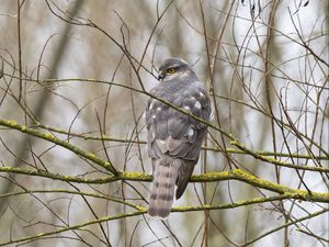 Preview wallpaper sparrow hawk, hawk, bird, branches