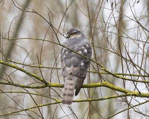 Preview wallpaper sparrow hawk, hawk, bird, branches