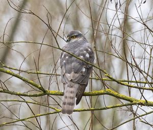 Preview wallpaper sparrow hawk, hawk, bird, branches