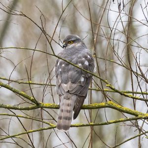 Preview wallpaper sparrow hawk, hawk, bird, branches