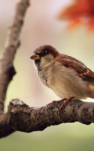 Preview wallpaper sparrow, leaves, tree, branch, bird