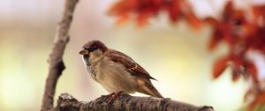 Preview wallpaper sparrow, leaves, tree, branch, bird