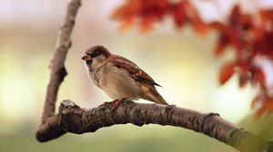 Preview wallpaper sparrow, leaves, tree, branch, bird