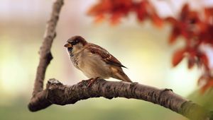 Preview wallpaper sparrow, leaves, tree, branch, bird