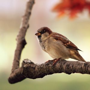 Preview wallpaper sparrow, leaves, tree, branch, bird