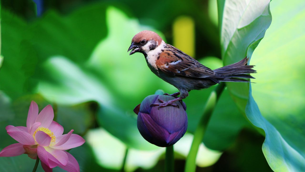 Wallpaper sparrow, lily, flowers, bird