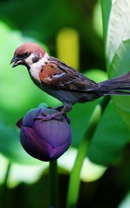 Preview wallpaper sparrow, lily, flowers, bird