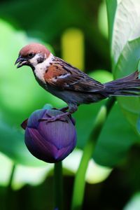 Preview wallpaper sparrow, lily, flowers, bird