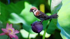 Preview wallpaper sparrow, lily, flowers, bird