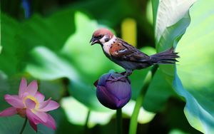 Preview wallpaper sparrow, lily, flowers, bird
