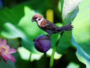 Preview wallpaper sparrow, lily, flowers, bird