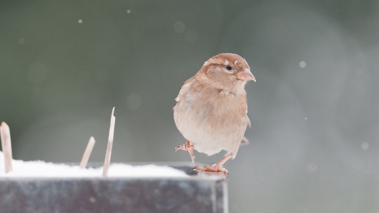 Wallpaper sparrow, snow, blurring