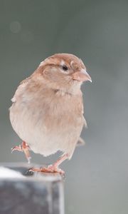 Preview wallpaper sparrow, snow, blurring