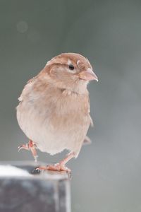 Preview wallpaper sparrow, snow, blurring