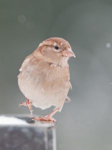 Preview wallpaper sparrow, snow, blurring