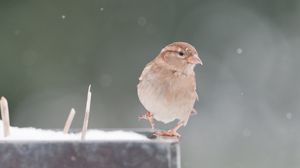 Preview wallpaper sparrow, snow, blurring