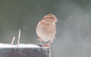 Preview wallpaper sparrow, snow, blurring