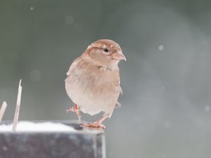 Preview wallpaper sparrow, snow, blurring