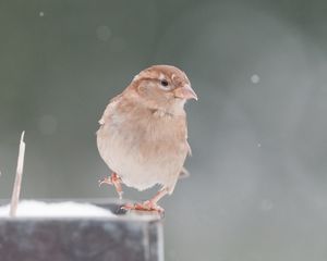 Preview wallpaper sparrow, snow, blurring