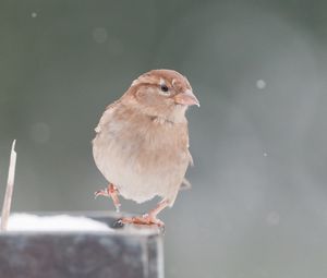 Preview wallpaper sparrow, snow, blurring