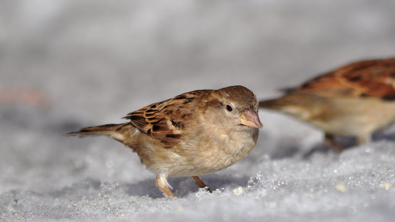 Wallpaper sparrow, spring, macro, snow, sun, ptah