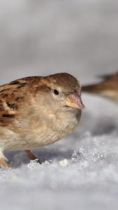 Preview wallpaper sparrow, spring, macro, snow, sun, ptah