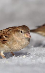 Preview wallpaper sparrow, spring, macro, snow, sun, ptah