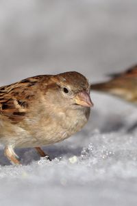 Preview wallpaper sparrow, spring, macro, snow, sun, ptah