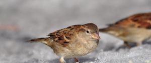 Preview wallpaper sparrow, spring, macro, snow, sun, ptah