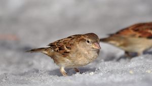 Preview wallpaper sparrow, spring, macro, snow, sun, ptah