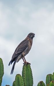 Preview wallpaper sparrowhawk, bird, cacti, plants, wildlife