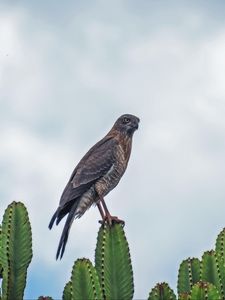 Preview wallpaper sparrowhawk, bird, cacti, plants, wildlife