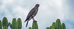 Preview wallpaper sparrowhawk, bird, cacti, plants, wildlife