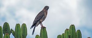 Preview wallpaper sparrowhawk, bird, cacti, plants, wildlife