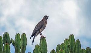 Preview wallpaper sparrowhawk, bird, cacti, plants, wildlife