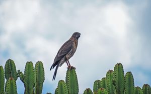 Preview wallpaper sparrowhawk, bird, cacti, plants, wildlife