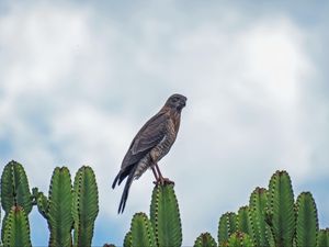 Preview wallpaper sparrowhawk, bird, cacti, plants, wildlife