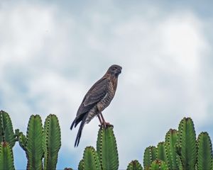 Preview wallpaper sparrowhawk, bird, cacti, plants, wildlife