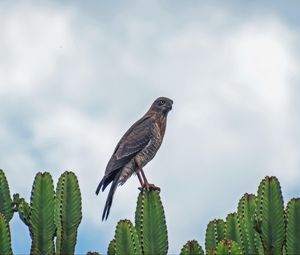 Preview wallpaper sparrowhawk, bird, cacti, plants, wildlife