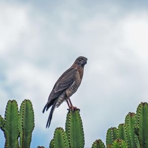 Preview wallpaper sparrowhawk, bird, cacti, plants, wildlife