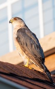 Preview wallpaper sparrowhawk, hawk, bird, roof