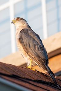 Preview wallpaper sparrowhawk, hawk, bird, roof