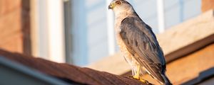 Preview wallpaper sparrowhawk, hawk, bird, roof