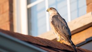 Preview wallpaper sparrowhawk, hawk, bird, roof