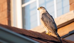 Preview wallpaper sparrowhawk, hawk, bird, roof